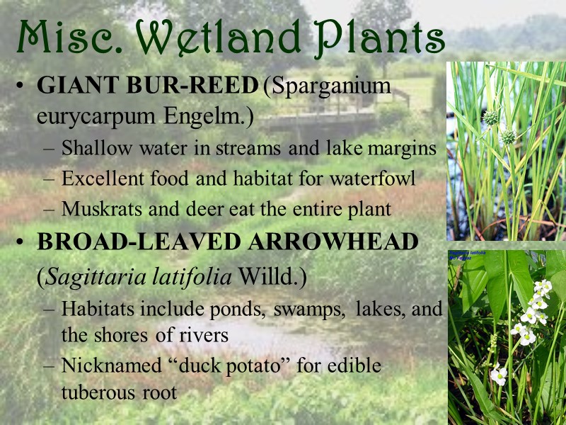 Misc. Wetland Plants GIANT BUR-REED (Sparganium eurycarpum Engelm.) Shallow water in streams and lake